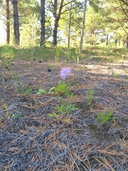 Scabiosa comosa