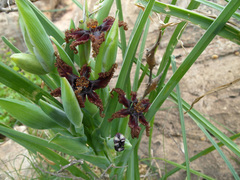Ferraria foliosa