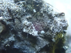 Chaenothecopsis nigripunctata