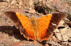 Charaxes psaphon