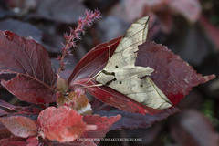 Ambulyx substrigilis