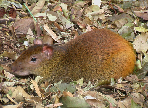 Red-rumped Agouti, photo 2 of 8