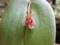Pleurothallis giraffa