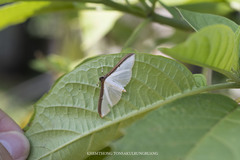 Cydalima laticostalis