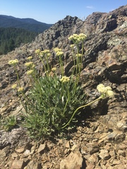 Eriogonum compositum