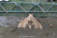Marumba sperchius