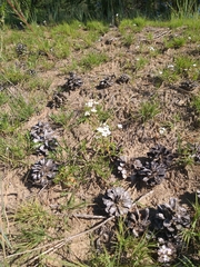 Dontostemon pinnatifidus