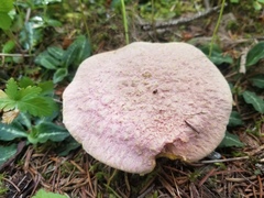 Suillus ochraceoroseus