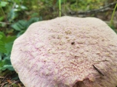 Suillus ochraceoroseus