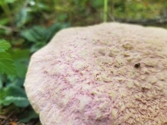 Suillus ochraceoroseus