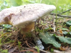 Suillus ochraceoroseus