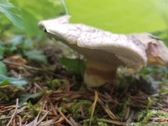 Suillus ochraceoroseus