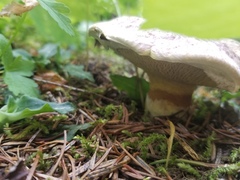 Suillus ochraceoroseus