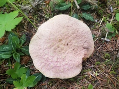 Suillus ochraceoroseus