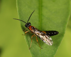 Thrinax dubitata