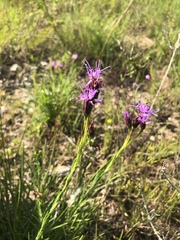 Liatris oligocephala