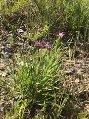 Liatris oligocephala