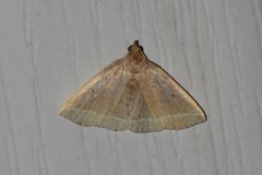 Zanclognatha marcidilinea