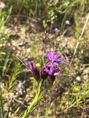Liatris oligocephala