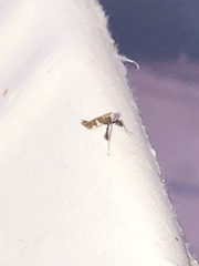 Caloptilia bimaculatella