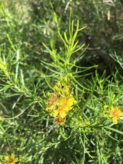Hypericum densiflorum interior