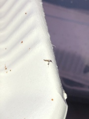 Caloptilia bimaculatella