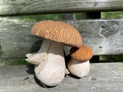 Boletus nobilissimus