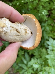 Boletus nobilissimus
