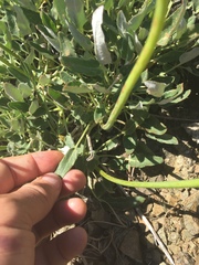 Eriogonum compositum