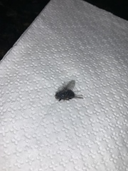 Calliphora