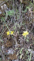 Sedum lanceolatum lanceolatum