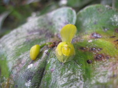 Pleurothallis cordata