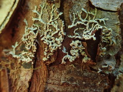 Parmeliopsis hyperopta