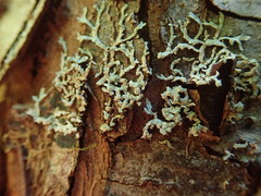 Parmeliopsis hyperopta