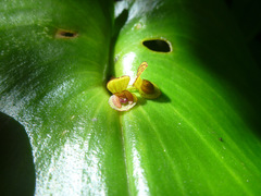 Pleurothallis cordata
