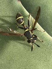 Polybiomyia capitis