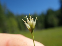 Rhynchospora alba