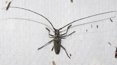 Monochamus notatus