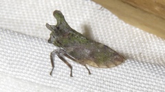 Microcentrus perditus