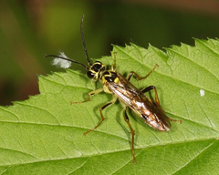 Tenthredo verticalis