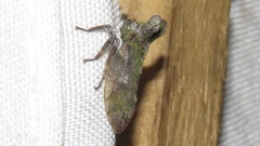 Microcentrus perditus