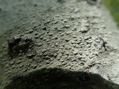 Pertusaria subambigens