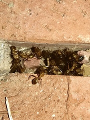 Camponotus festinatus