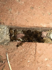 Camponotus festinatus