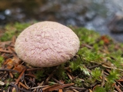 Suillus ochraceoroseus