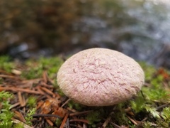 Suillus ochraceoroseus