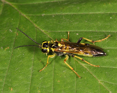 Tenthredo verticalis