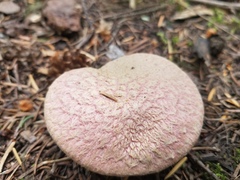 Suillus ochraceoroseus
