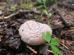 Suillus ochraceoroseus