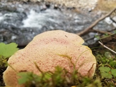 Suillus ochraceoroseus